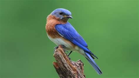 Eastern Bluebird Blue Bird Birds Wild Birds
