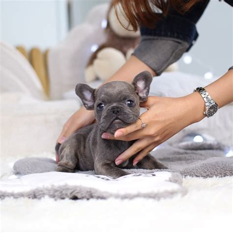 One of the cutest of all dog breeds has to be the teacup french bulldog. Looking for a new pet? Micro-teacup puppies are available ...