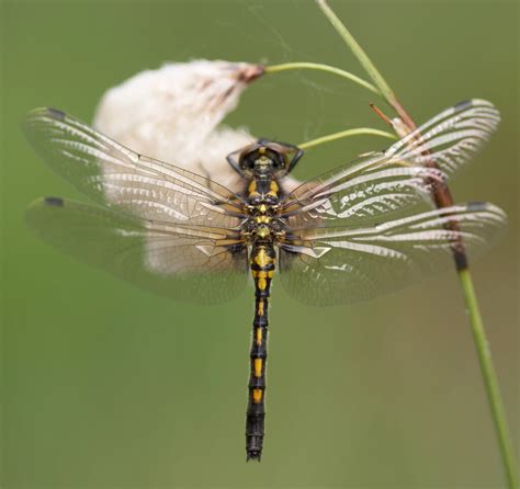 White Faced Darter British Dragonfly Society