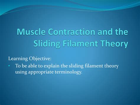 Muscle Contraction And The Sliding Filament Theory