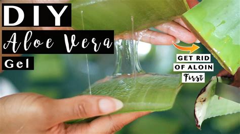 Diy How To Make Aloe Vera Gel At Home And Store It For Years Tips To