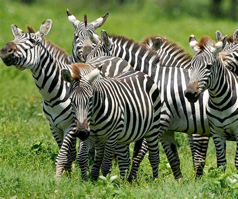 Zebras Make Good Use Of Their Stripes To Confuse Lions When All The