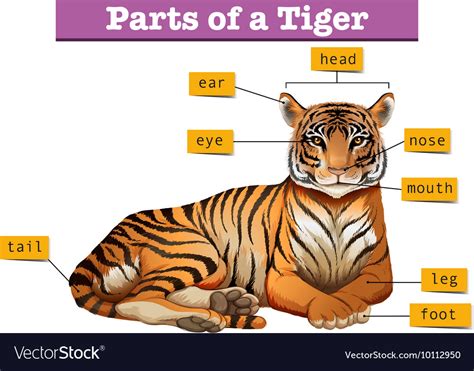 You can turn parts on and off using the check marks by each object or group of objects. Diagram showing parts tiger Royalty Free Vector Image