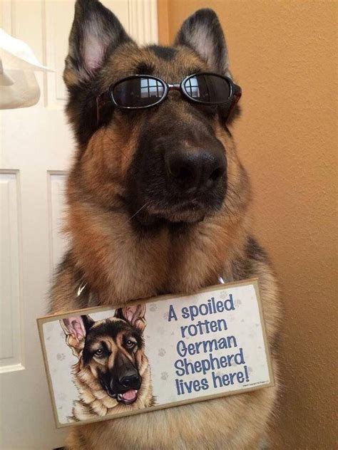 Pin By Deb Woller On My Love Of The German Shepherd German Shepherd