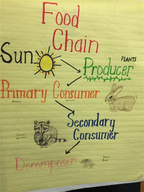 Food Chain Science Anchor Charts Anchor Charts Food Chain