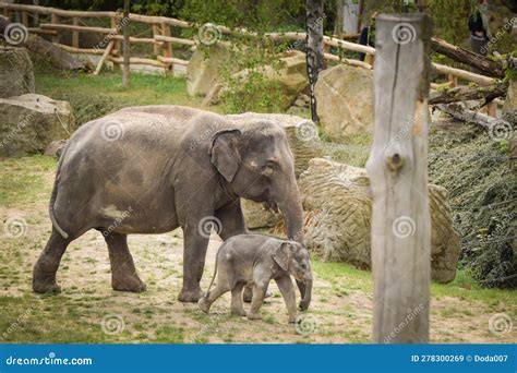 Indian Elephants In The Zoo Habitat Stock Image Image Of Mother