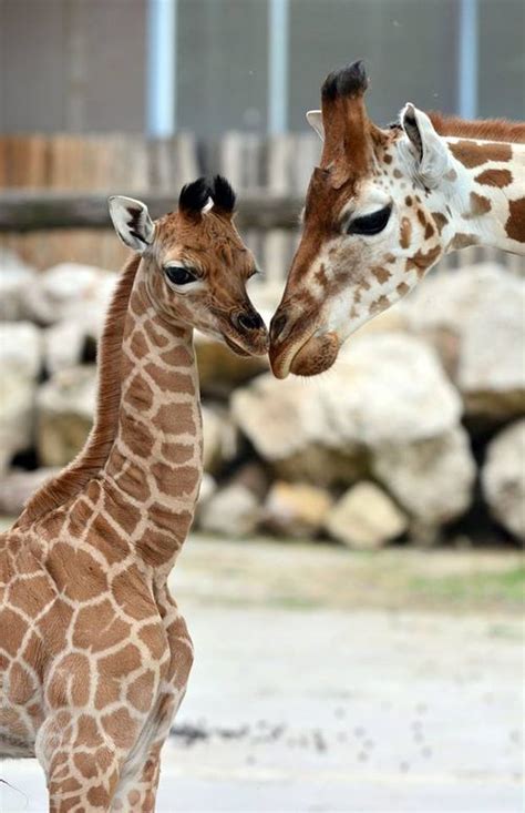 Got Legs Theres A New Baby Giraffe At Budapest Zoo Zooborns