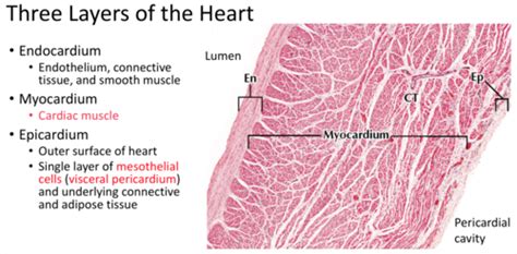 Mesothelial Cells Histology My Xxx Hot Girl