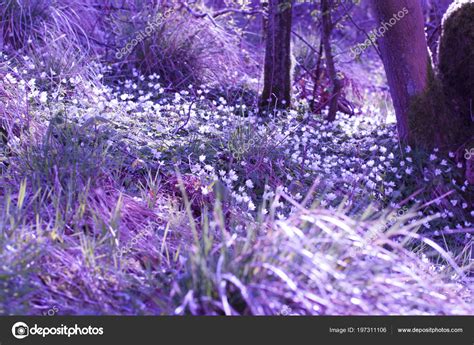 Beautiful Magical Spring Flowers Forest — Stock Photo © Julietart