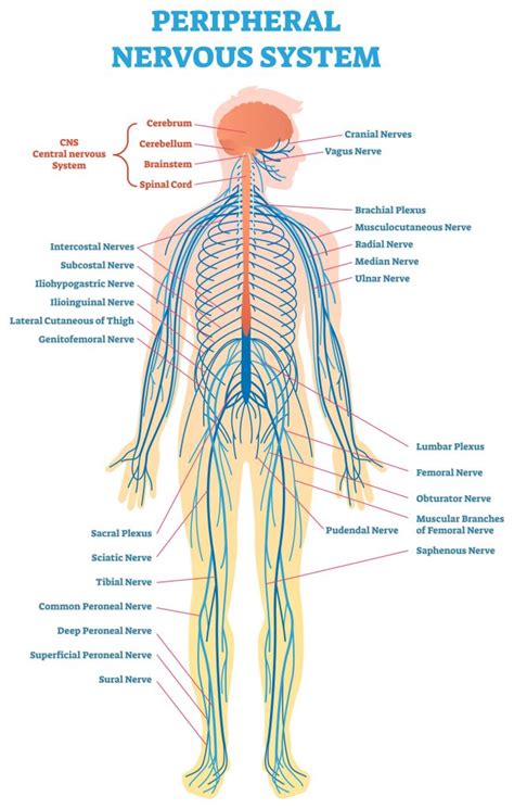 The central nervous system is made up of the brain and spinal cord. CMT 101: Understanding CMT & the Peripheral Nervous System ...