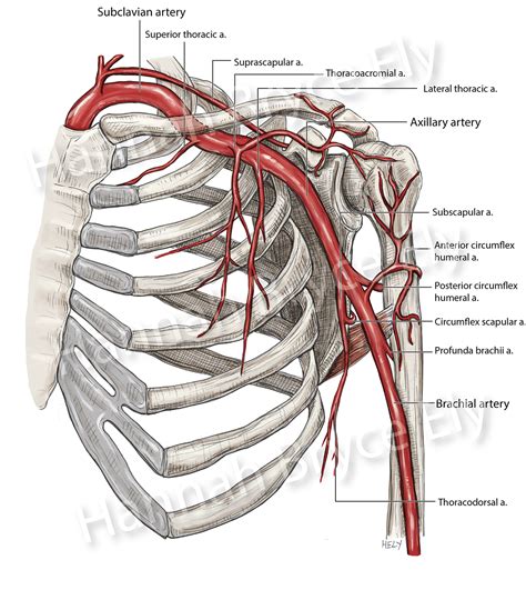 Axillary Artery And Its Branches On Rit Portfolios