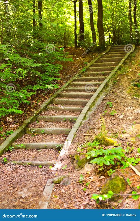 Stairs Through Forest Stock Image Image Of Leaves Vegetation 19896089