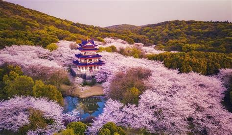 Best Time And Places To See Chinas Cherry Blossom Expats Holidays