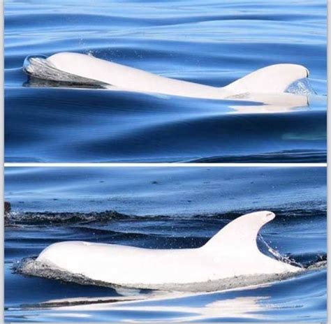 An Extremely Rare Occurrence An All White Dolphin Was Spotted In