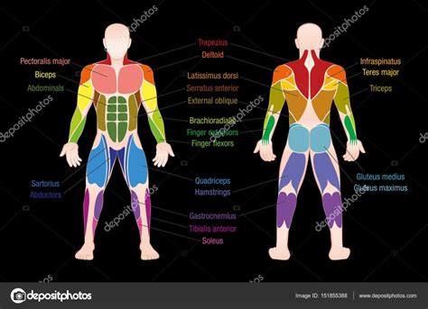 Vector Muscle Body Chart Muscle Chart Male Body Colored Muscles