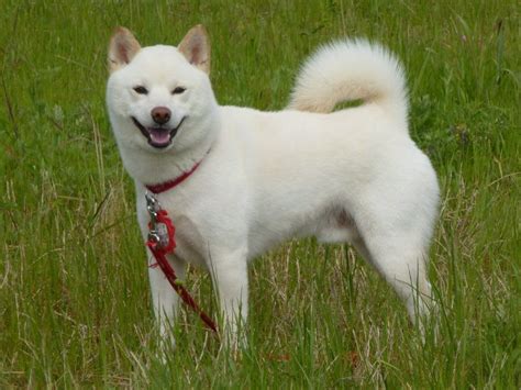 O Cão Hokkaido Principais Fatos E Guia Raças De Cães