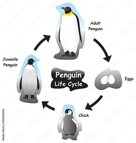 Penguin Life Cycle Infographic Diagram Showing Different Phases And