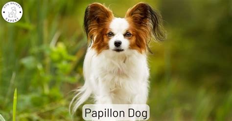 Papillon Dog Breed Information And Characteristics