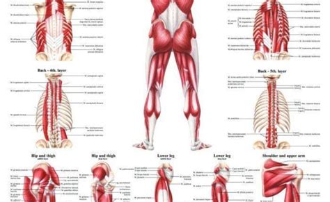 The Human Muscular System Laminated Anatomy Chart Otosection