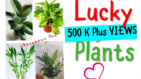 Lucky Plants These Plants Attract Money And Bring Good Fortunefengshui