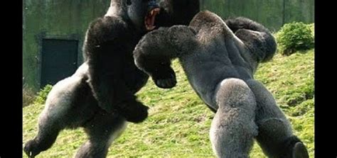 Most Amazing Wild Animal Attacks 6 Craziest Animal Fights Lion