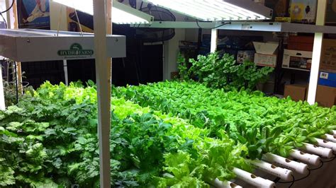 Hydroponic Indoor Gardening Challenges While Growing