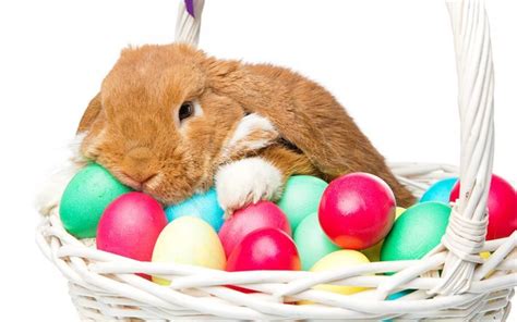 Download Wallpapers Brown Rabbit Easter Cute Animals Easter Eggs For