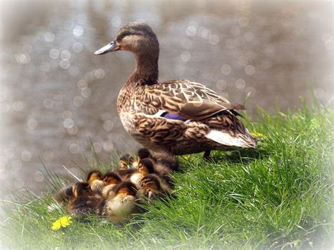 Spring Ducklings Photograph By Susan Tinsley Fine Art America