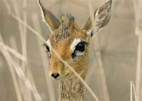 What Did The Dikdik Do That The Dodo Didnt Dead Clever
