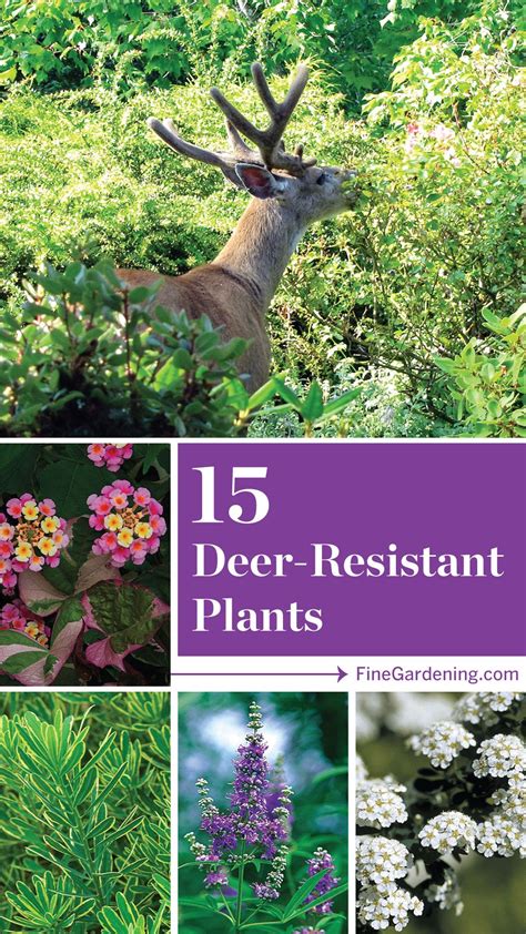 Perennials That Deer Wont Eat Home Design Ideas