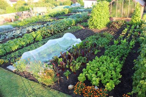 A Beginners Guide To No Dig Gardening Indie Farmer Vegetable Garden