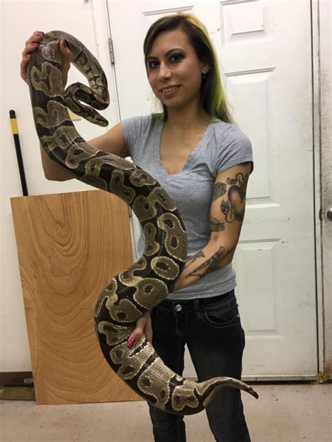 How Big Does A Male Ball Python Get Ball Poster