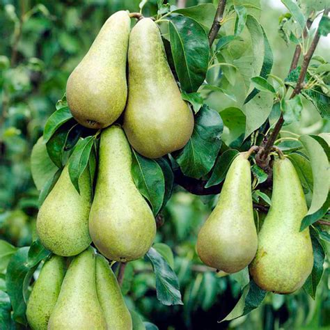 Pyrus Communis Conference Quince A Pear Fruit Garden Tree 4 5ft