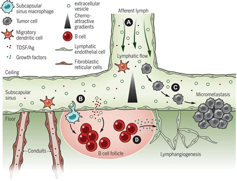 Tumor Draining Lymph Nodes At The Crossroads Of Metastasis And Immunity Science Immunology