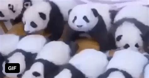 Baby Panda Party 9gag