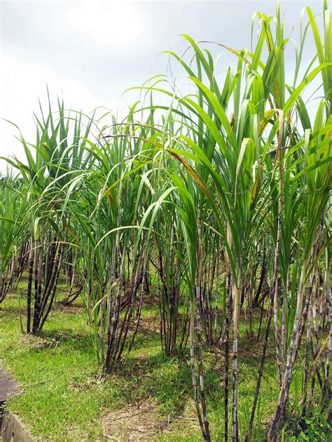 Download Free Photo Of Sugarcaneplantfieldsugar Cane Plant Field