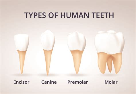 Year 4 Types Of Teeth