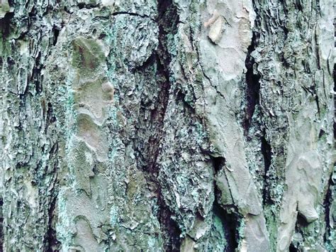 Tree Forest Bark World Nature Stock Photo Image Of Forest Tree
