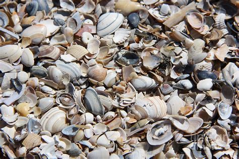 Seashells On The Beach Photograph By Jackie Fineart Fine Art America