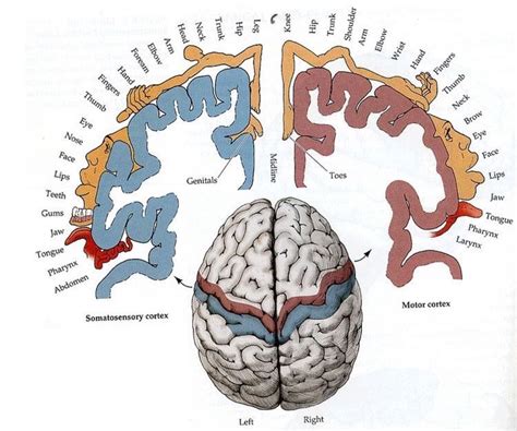 Brain Anatomy Human Anatomy And Physiology Medical Anatomy