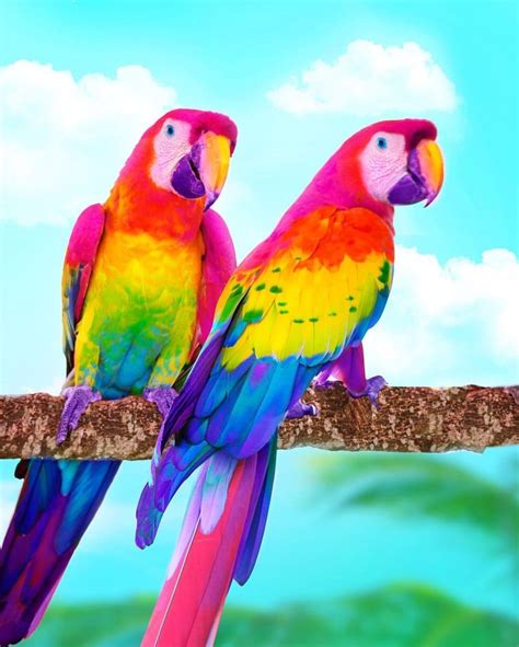 Pin By Nam On Colors Colorful Animals Animals Beautiful Cute Birds