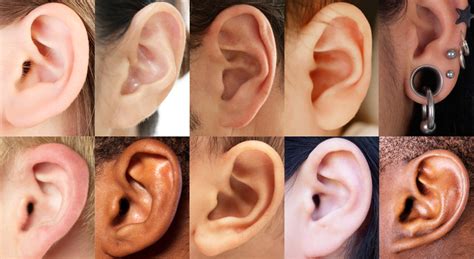 Why Are Ears Shaped The Way They Are Wakemed Voices Blog