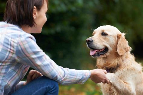 From Dog Lover to Business Owner: How to Succeed in a Dog Care Business | InvoiceBerry Blog