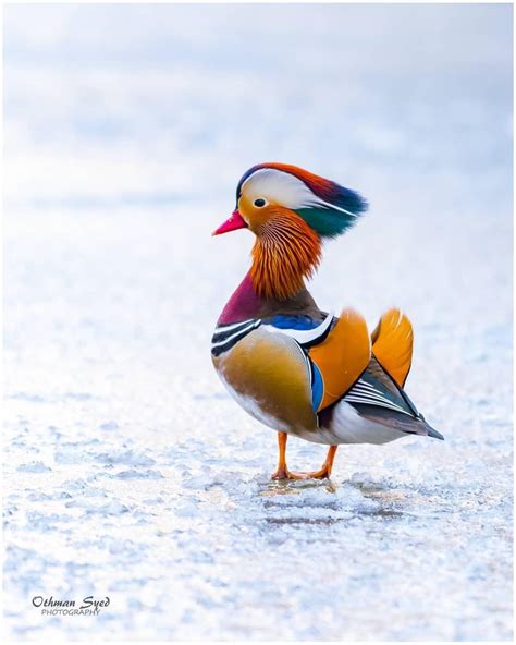 Yes Im The Most Beautiful Male Mandarin Duck Photographed In