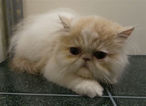 Persian Cats For Sale Lancaster Ky Petzlover