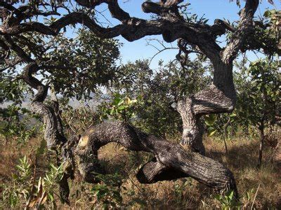 Àrvores do Cerrado Pessoas e Natureza Meio Ambiente Cultura Mix