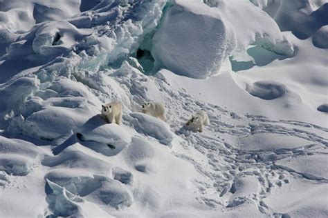 New Polar Bear Population Discovered In Greenland