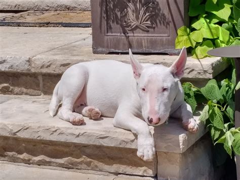 Skin Issues — Strictly Bull Terriers