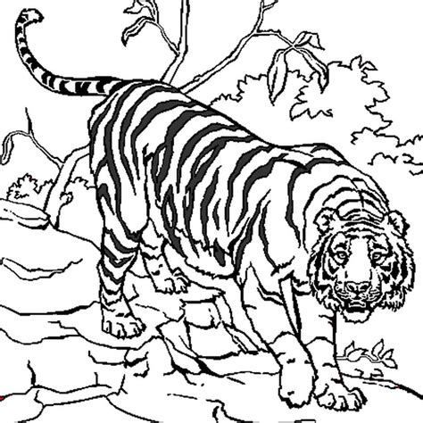 9 Magnificient Tigre Coloriage Stock Idee De Coloriage