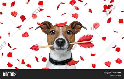 Crazy In Love Valentines Dog Stock Photo And Stock Images Bigstock